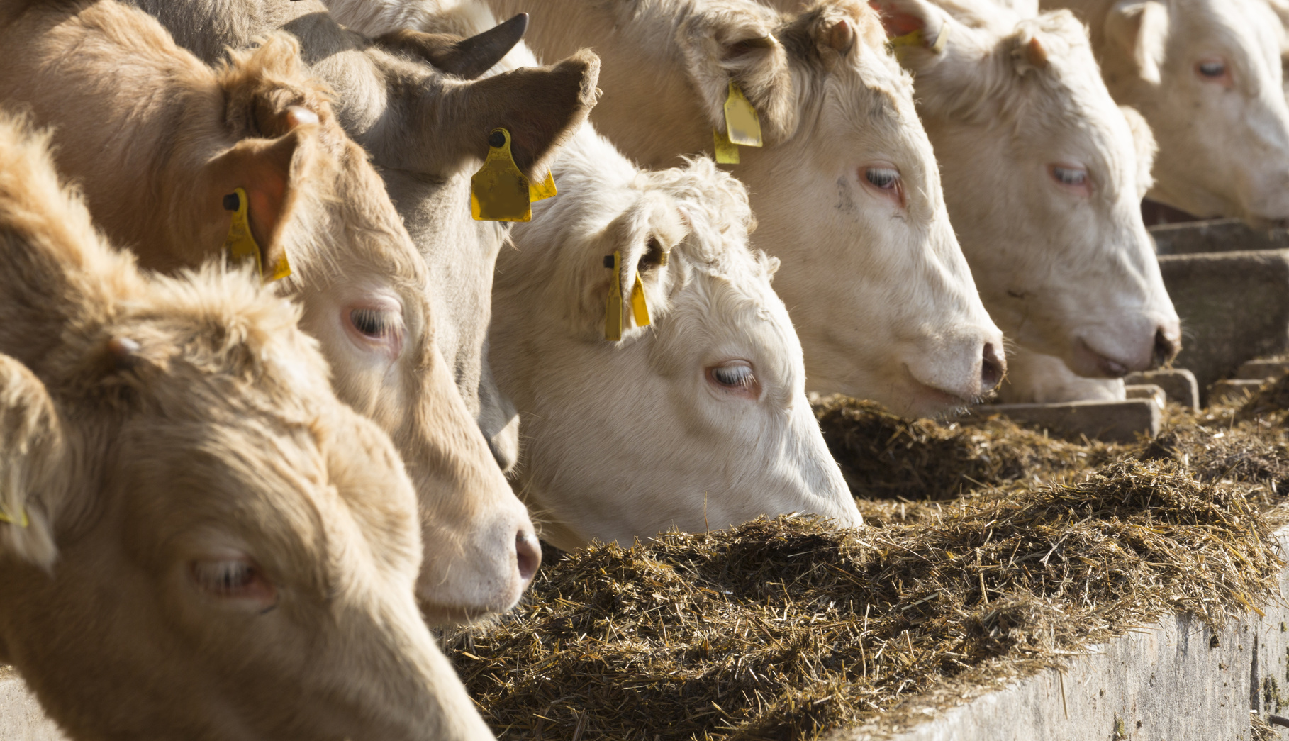 Allarme Brucellosi Nel Cilento Ordinato Labbattimento Dei Bovini