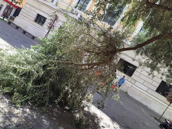 Salerno Ramo Si Stacca Da Pianta Paura Per Alcuni Turisti Il