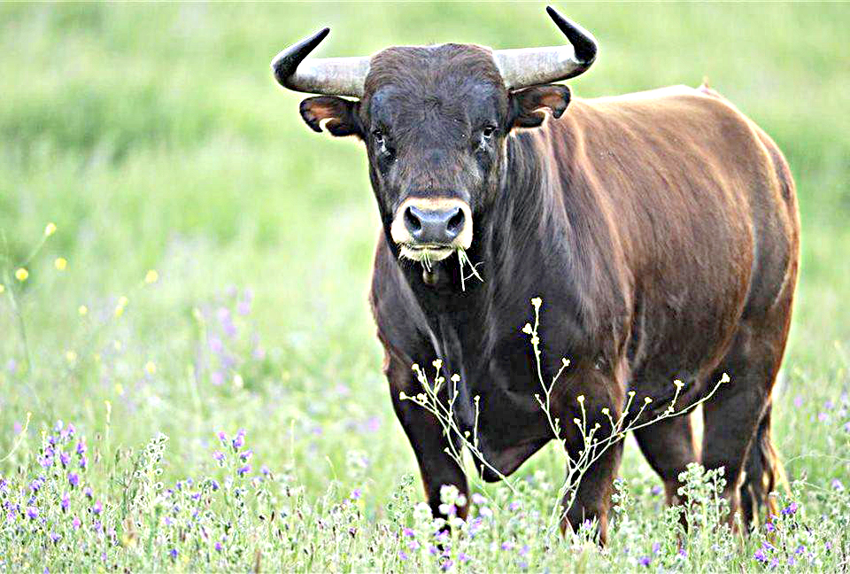 toro animale - il Giornale di Salerno .it