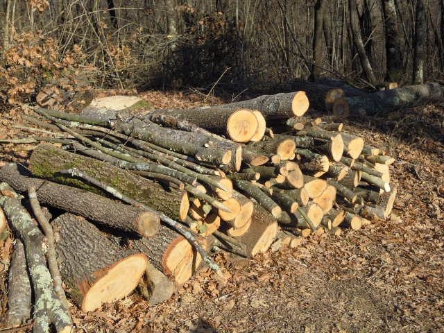 Taglio abusivo di legna a Montecorvino Rovella, blitz dei vigili urbani: sequestrati 100 quintali