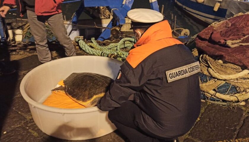 A Salerno salvata tartaruga Caretta Caretta impigliata in reti da pesca