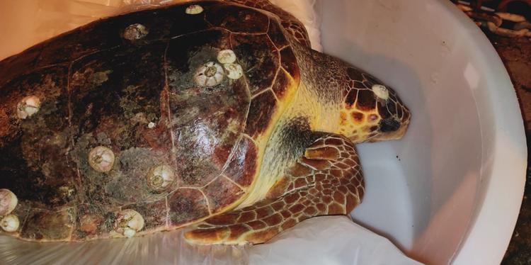 Pescatori salernitani salvano tartaruga Caretta-caretta