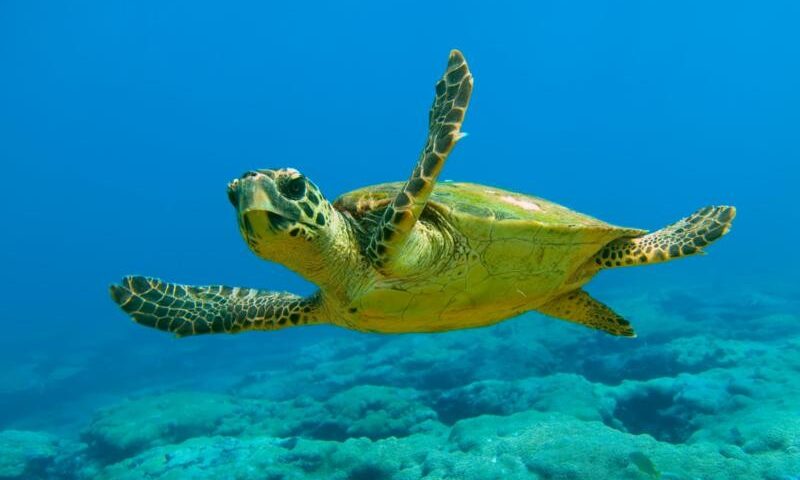 A Camerota tartaruga intrappolata nella rete a mare, salvata da un pescatore